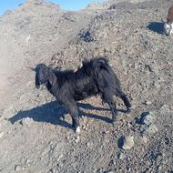 گوسفند فروشی