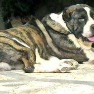 آلابای اصیل