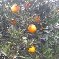 پرتقال تامسون فله