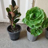 گلهای باغچه و آپارتمانی