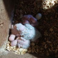 جوجه گرینچیک