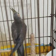 عروس هلندی د