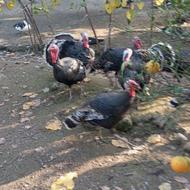 فروش بوقلمون و اردک روسی