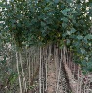 فروش درخت صنوبر دوساله