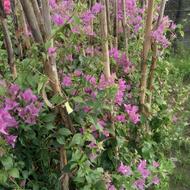 گل کاغذی بنفش و سرخ ابی