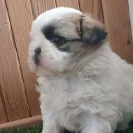 شیتزو فلت اصیل واگذار