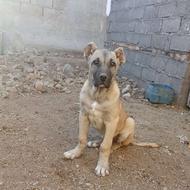 ماده عراقی توله سرابی واگذاری