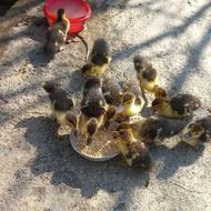 اردک اسرائیلی