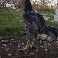 خروس قولتاج