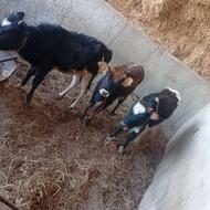 گوساله جنگلی