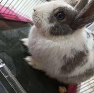 خرگوش خانگی