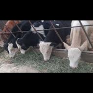 گاو و گوساله نر