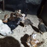 16 عدد جوجه محلی 35 روزه