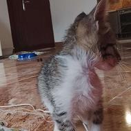 واگذاری بچه گربه