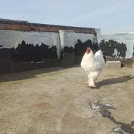 خروس برهما سفید