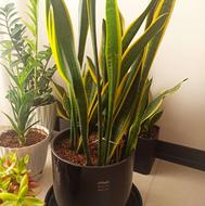 گل و گیاه سانسوریا