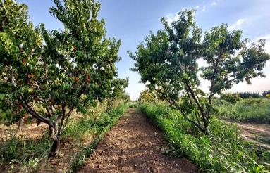 فروش باغ میوه