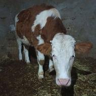 گاو سمینتال اصل