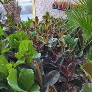 حراج گل های آپارتمانی باکیفیت