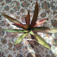 گل طبیعی شاد