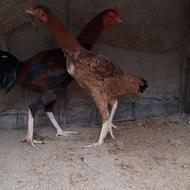 2 عدد خروس و 2 عدد مرغ لاری