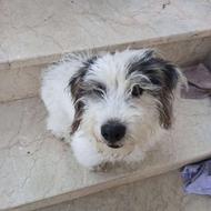 سگ شیتزو حرف گوش کن واگزاری