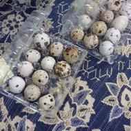 تخم بلدرچین اورگانیک بدون هورمون