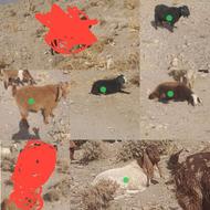 بز و کاور اوست