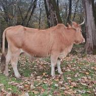 دو راس گاو چالوسی شکمدار