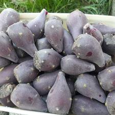 فروش میوه کاکتوس