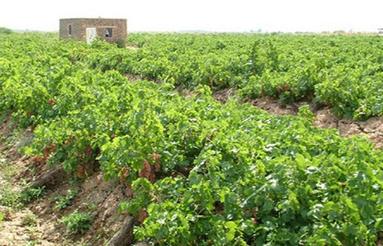 باغ انگور ومیوه