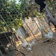 چند عدد خروس لاری اس