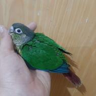 جوجه گرینچیک