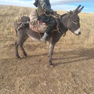 الاغ گله آرام آرام یک ونیم ساله