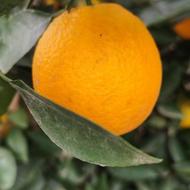 پرتقال محلی گیلان