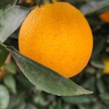 پرتقال محلی گیلان