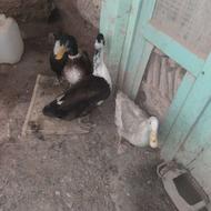 مرغابی تخم گذار