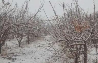 فروش باغ شورین سمت شهرک باغی تک ایده