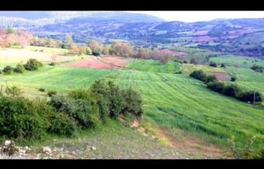 زمین هزارجریب