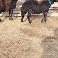 2راس گوسفند قره قزل