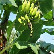 فروش نهال موز،پالم،یاس هلندی، یوکا جعبه