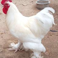 خروس برهما اصیل یک ساله سفیدخالص