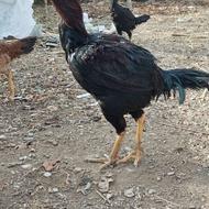 خروس لاری مرغ لاری