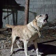 راگذاری سگ افغان اصیل وارداتی