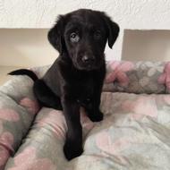 واگذاری توله سگ لابرادور رتریور