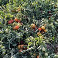 بذرگوجه8020،گوجه فرنگی هیبرید رقم صادراتی و گرد و پرعملکرد