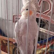 4 عدد عروس هلندی