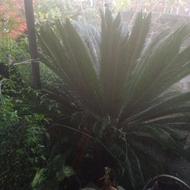 فروشه سیکلس