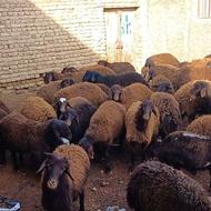 بره نر افشاری میانگین جفتی 90