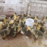 جوجه غاز یک هفته ای